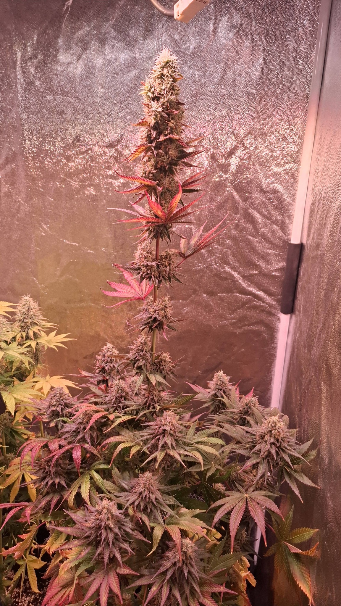 659795911_26782833571356908_2473637392187820537_n